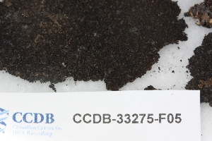  ( - CCDB-33275-F05)  @11 [ ] CreativeCommons - Attribution (2019) Centre for Biodiversity Genomics Centre for Biodiversity Genomics