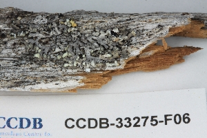  ( - CCDB-33275-F06)  @11 [ ] CreativeCommons - Attribution (2019) Centre for Biodiversity Genomics Centre for Biodiversity Genomics