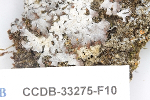  ( - CCDB-33275-F10)  @11 [ ] CreativeCommons - Attribution (2019) Centre for Biodiversity Genomics Centre for Biodiversity Genomics