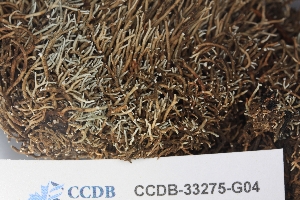  ( - CCDB-33275-G04)  @11 [ ] CreativeCommons - Attribution (2019) Centre for Biodiversity Genomics Centre for Biodiversity Genomics
