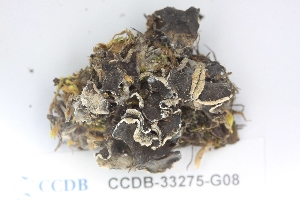  ( - CCDB-33275-G08)  @11 [ ] CreativeCommons - Attribution (2019) Centre for Biodiversity Genomics Centre for Biodiversity Genomics