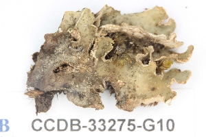  ( - CCDB-33275-G10)  @11 [ ] CreativeCommons - Attribution (2019) Centre for Biodiversity Genomics Centre for Biodiversity Genomics