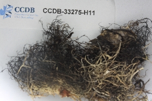  ( - CCDB-33275-H11)  @11 [ ] CreativeCommons - Attribution (2019) Centre for Biodiversity Genomics Centre for Biodiversity Genomics