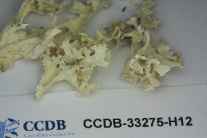  ( - CCDB-33275-H12)  @11 [ ] CreativeCommons - Attribution (2019) Centre for Biodiversity Genomics Centre for Biodiversity Genomics