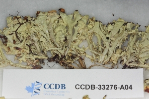  ( - CCDB-33276-A04)  @11 [ ] CreativeCommons - Attribution (2019) Centre for Biodiversity Genomics Centre for Biodiversity Genomics