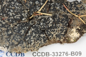 (Megalaria jemtlandica - CCDB-33276-B09)  @11 [ ] CreativeCommons - Attribution (2019) Centre for Biodiversity Genomics Centre for Biodiversity Genomics