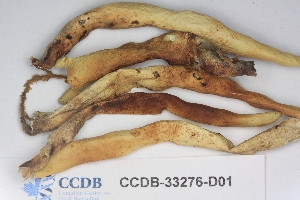  ( - CCDB-33276-D01)  @11 [ ] CreativeCommons - Attribution (2019) Centre for Biodiversity Genomics Centre for Biodiversity Genomics