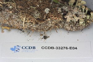  ( - CCDB-33276-E04)  @11 [ ] CreativeCommons - Attribution (2019) Centre for Biodiversity Genomics Centre for Biodiversity Genomics