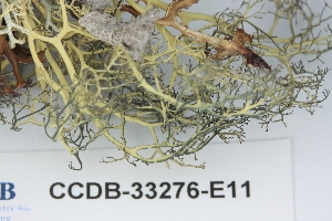  ( - CCDB-33276-E11)  @11 [ ] CreativeCommons - Attribution (2019) Centre for Biodiversity Genomics Centre for Biodiversity Genomics