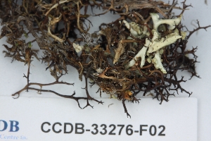  ( - CCDB-33276-F02)  @11 [ ] CreativeCommons - Attribution (2019) Centre for Biodiversity Genomics Centre for Biodiversity Genomics