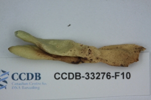  ( - CCDB-33276-F10)  @11 [ ] CreativeCommons - Attribution (2019) Centre for Biodiversity Genomics Centre for Biodiversity Genomics