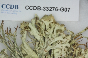  ( - CCDB-33276-G07)  @11 [ ] CreativeCommons - Attribution (2019) Centre for Biodiversity Genomics Centre for Biodiversity Genomics
