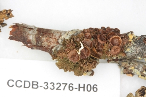  ( - CCDB-33276-H06)  @11 [ ] CreativeCommons - Attribution (2019) Centre for Biodiversity Genomics Centre for Biodiversity Genomics