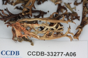  ( - CCDB-33277-A06)  @11 [ ] CreativeCommons - Attribution (2019) Centre for Biodiversity Genomics Centre for Biodiversity Genomics