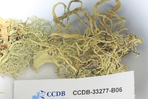  ( - CCDB-33277-B06)  @11 [ ] CreativeCommons - Attribution (2019) Centre for Biodiversity Genomics Centre for Biodiversity Genomics