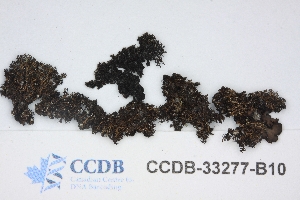  ( - CCDB-33277-B10)  @11 [ ] CreativeCommons - Attribution (2019) Centre for Biodiversity Genomics Centre for Biodiversity Genomics