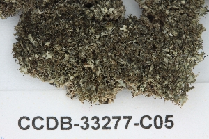  (Physcia tenella - CCDB-33277-C05)  @11 [ ] CreativeCommons - Attribution (2019) Centre for Biodiversity Genomics Centre for Biodiversity Genomics