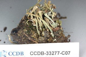  (Cladonia gracilis gracilis - CCDB-33277-C07)  @11 [ ] CreativeCommons - Attribution (2019) Centre for Biodiversity Genomics Centre for Biodiversity Genomics