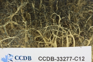  ( - CCDB-33277-C12)  @11 [ ] CreativeCommons - Attribution (2019) Centre for Biodiversity Genomics Centre for Biodiversity Genomics