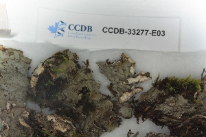  ( - CCDB-33277-E03)  @11 [ ] CreativeCommons - Attribution (2019) Centre for Biodiversity Genomics Centre for Biodiversity Genomics