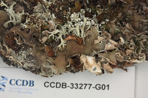  ( - CCDB-33277-G01)  @11 [ ] CreativeCommons - Attribution (2019) Centre for Biodiversity Genomics Centre for Biodiversity Genomics