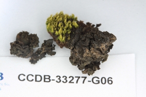  (Lathagrium undulatum var. granulosum - CCDB-33277-G06)  @11 [ ] CreativeCommons - Attribution (2019) Centre for Biodiversity Genomics Centre for Biodiversity Genomics