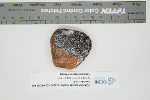  (Lecidea lapicida var. pantherina - CCDB-42282-A06)  @11 [ ] CreativeCommons - Attribution Non-Commercial Share-Alike (2022) Canadian Museum of Nature Canadian Museum of Nature