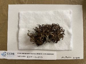 (Cetraria islandica crispiformis - CCDB-44229-B12)  @11 [ ] CreativeCommons - Attribution Non-Commercial Share-Alike (2023) Canadian Museum of Nature Canadian Museum of Nature