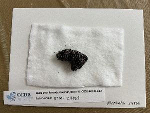  (Trapeliopsis granulosa - CCDB-44230-G02)  @11 [ ] CreativeCommons - Attribution Non-Commercial Share-Alike (2023) Canadian Museum of Nature Canadian Museum of Nature