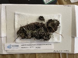  (Trapeliopsis glaucolepidea - CCDB-44231-F10)  @11 [ ] CreativeCommons - Attribution Non-Commercial Share-Alike (2023) Canadian Museum of Nature Canadian Museum of Nature