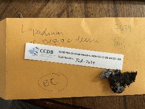  (Lopadium pezizoideum - CCDB-44232-H08)  @11 [ ] CreativeCommons - Attribution Non-Commercial Share-Alike (2023) Canadian Museum of Nature Canadian Museum of Nature