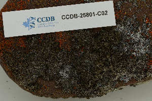  (Physcia tenella var. marina - CCDB-25801-C02)  @11 [ ] CreativeCommons - Attribution Non-Commercial Share-Alike (2020) Hayley Paquette Canadian Museum of Nature