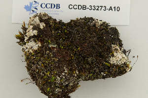  ( - CCDB-33273-A10)  @11 [ ] CreativeCommons - Attribution Non-Commercial Share-Alike (2019) Hayley Paquette Canadian Museum of Nature
