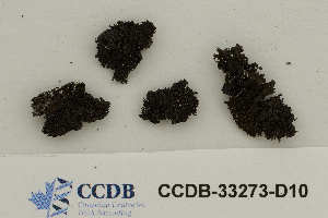  ( - CCDB-33273-D10)  @11 [ ] CreativeCommons - Attribution Non-Commercial Share-Alike (2019) Hayley Paquette Canadian Museum of Nature