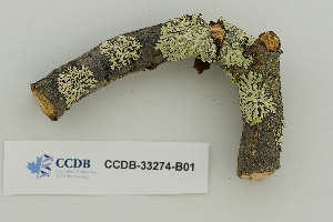  ( - CCDB-33274-B01)  @11 [ ] CreativeCommons - Attribution Non-Commercial Share-Alike (2019) Hayley Paquette Canadian Museum of Nature