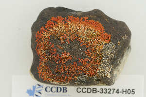  (Xanthoria - CCDB-33274-H05)  @11 [ ] CreativeCommons - Attribution Non-Commercial Share-Alike (2019) Hayley Paquette Canadian Museum of Nature