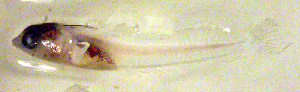  ( - c14el135)  @12 [ ] CreativeCommons - Attribution Non-Commercial Share-Alike (2014) Benjamin Victor Benjamin Victor