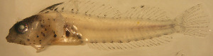  ( - d11711er154)  @11 [ ] CreativeCommons - Attribution Non-Commercial Share-Alike (2011) Benjamin Victor Benjamin Victor