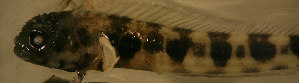  ( - d11719am281)  @12 [ ] CreativeCommons - Attribution Non-Commercial Share-Alike (2012) Benjamin Victor Benjamin Victor