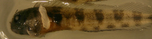  ( - d11719am291)  @12 [ ] CreativeCommons - Attribution Non-Commercial Share-Alike (2012) Benjamin Victor Benjamin Victor