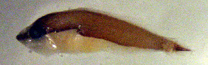  (Rypticus bornoi - el14r104)  @12 [ ] CreativeCommons - Attribution Non-Commercial Share-Alike (2014) Benjamin Victor Benjamin Victor