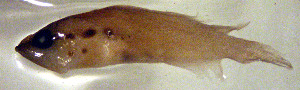  ( - el14r161)  @12 [ ] CreativeCommons - Attribution Non-Commercial Share-Alike (2014) Benjamin Victor Benjamin Victor