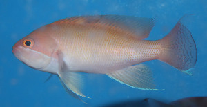  (Pseudanthias hypselosoma - fw15ph1)  @14 [ ] CreativeCommons - Attribution Non-Commercial Share-Alike (2015) Benjamin Victor Benjamin Victor