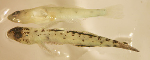  (Grallenia sp. 4 - mv1966g115)  @11 [ ] CreativeCommons - Attribution Share-Alike (2019) Unspecified Guy Harvey Research Institute