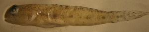  ( - n7527bcs154)  @12 [ ] CreativeCommons - Attribution Non-Commercial Share-Alike (2011) Benjamin Victor Research Collection of Benjamin Victor