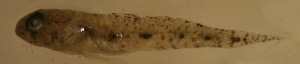  ( - n7527bcs98)  @12 [ ] CreativeCommons - Attribution Non-Commercial Share-Alike (2011) Benjamin Victor Research Collection of Benjamin Victor