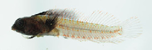  ( - pan161547)  @11 [ ] CreativeCommons - Attribution Non-Commercial Share-Alike (2020) Benjamin Victor Benjamin Victor