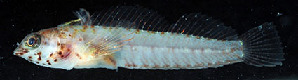  ( - pan161554)  @11 [ ] CreativeCommons - Attribution Non-Commercial Share-Alike (2020) Benjamin Victor Benjamin Victor