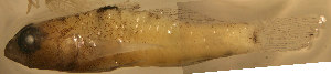  (Coryphopterus alloides - u871ca202)  @13 [ ] CreativeCommons - Attribution Non-Commercial Share-Alike (2011) Benjamin Victor Research Collection of Benjamin Victor
