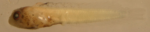  ( - u873aa115)  @12 [ ] CreativeCommons - Attribution Non-Commercial Share-Alike (2011) Benjamin Victor Benjamin Victor
